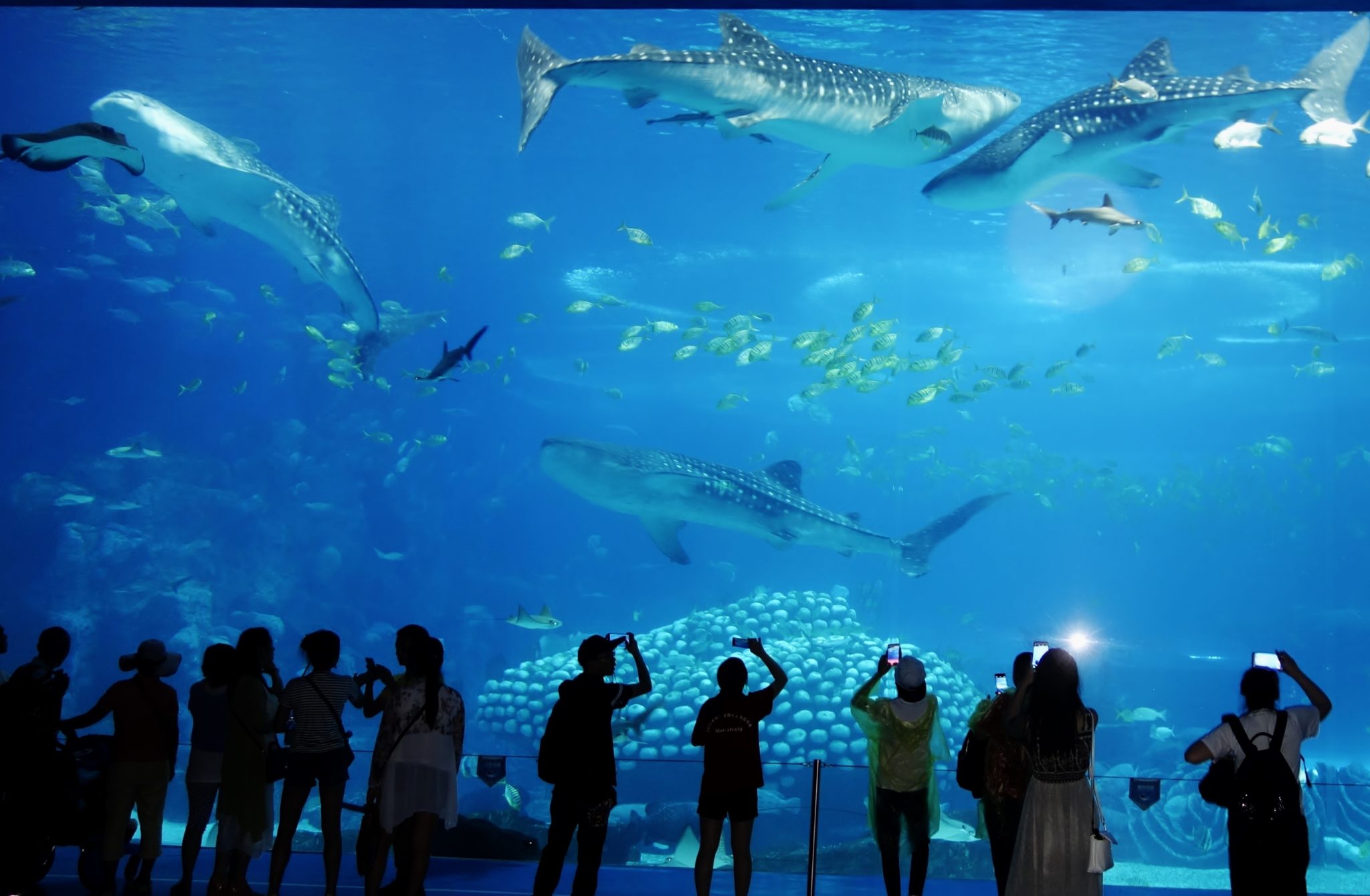 🥇 Largest and Best Aquariums in the World 2024