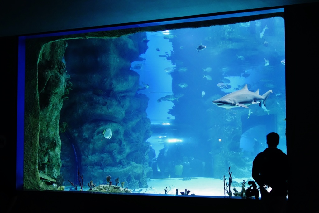 Largest and best aquariums in Europe, Moscow Oceanarium — Moskvarium (Московский океанариум)
