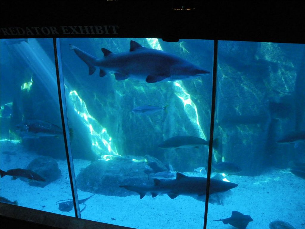Best Cities in the World | No. 48: Cape Town | Best Things to do in Cape Town | Two Oceans Aquarium 