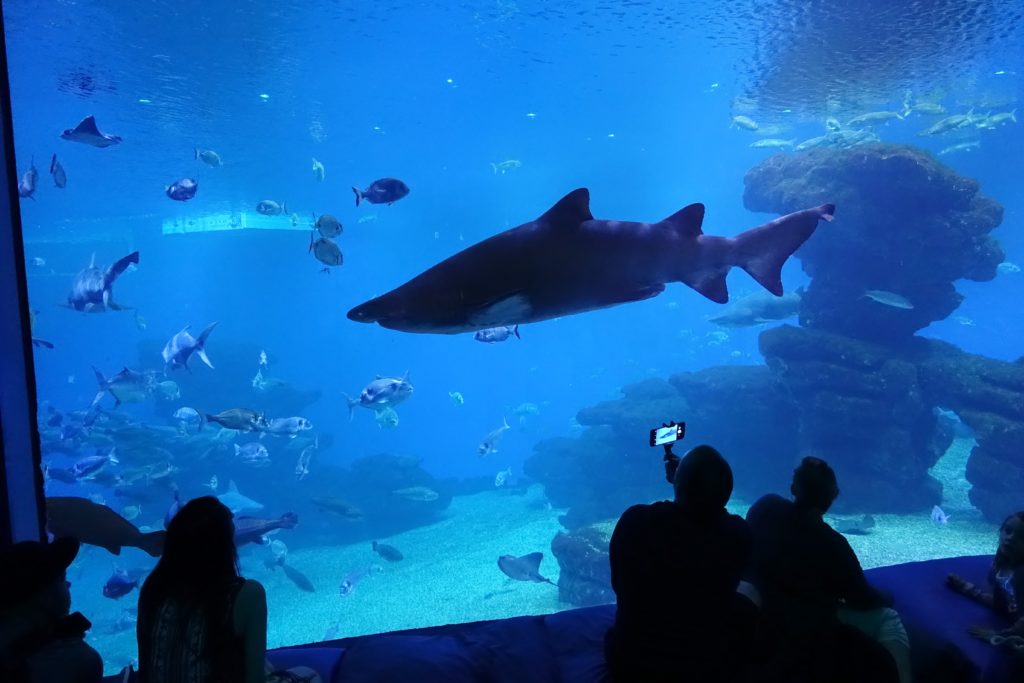 Best Cities in the World | No. 67: Palma | Best Things to do in Palma | Palma Aquarium